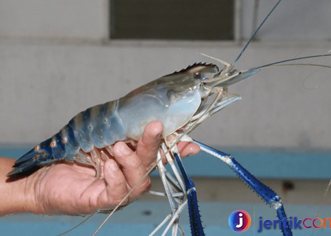 Mengenal Lebih Dekat Udang: Jenis, Habitat, dan Manfaat