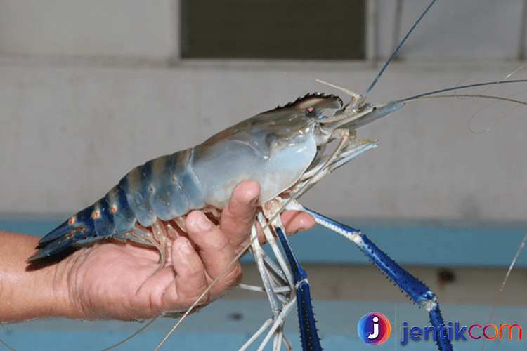 Mengenal Lebih Dekat Udang: Jenis, Habitat, dan Manfaat