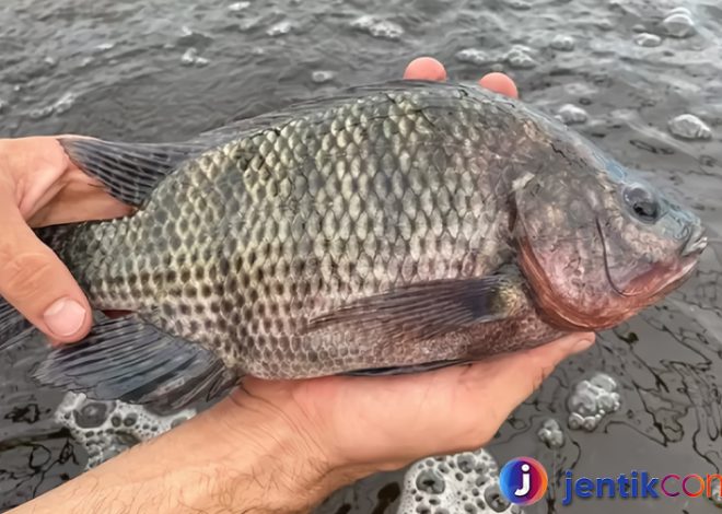 Menguak Keunikan Ikan Mujair: Dari Habitat Hingga Manfaat