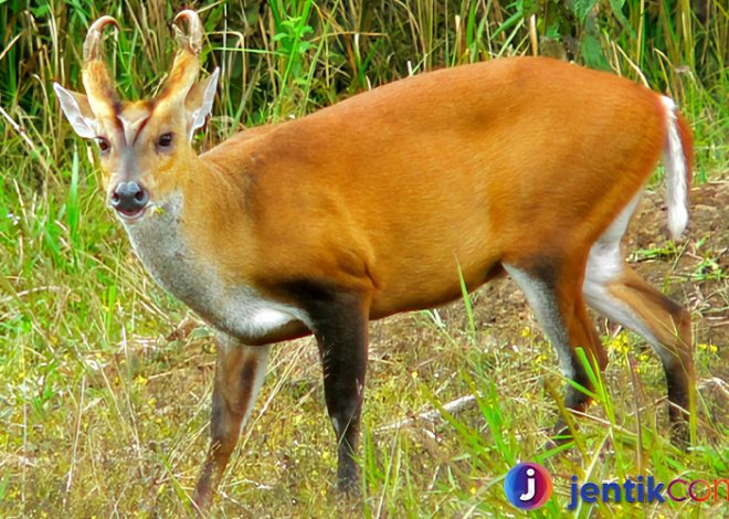 Mengungkap Rahasia Kijang: Kecepatan yang Tak Tertandingi