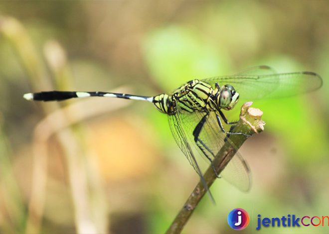 Capung: Serangga Cantik dengan Peran Penting dalam Ekosistem