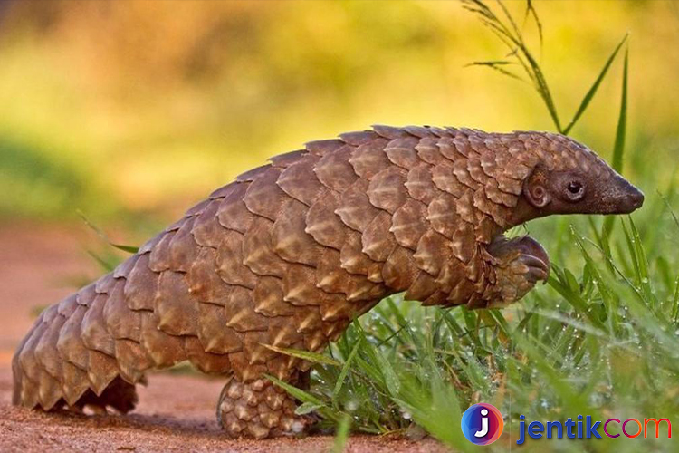 Trenggiling, Satwa Misterius yang Jarang Diketahui