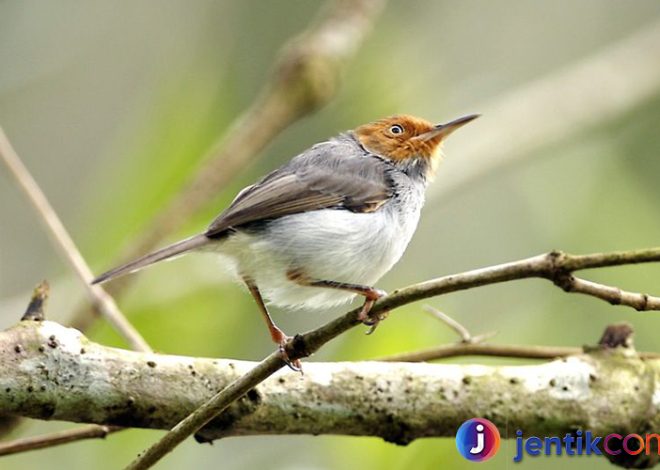 Burung Prenjak: Si Kecil yang Lincah dan Penuh Pesona