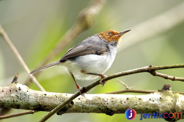 Burung Prenjak: Si Kecil yang Lincah dan Penuh Pesona