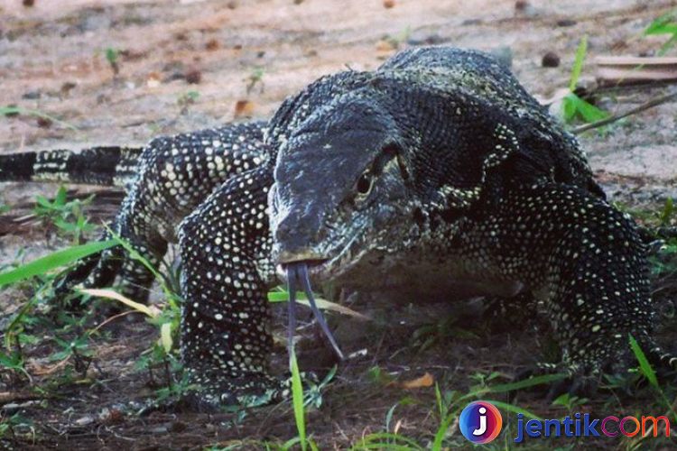 Biawak: Kehidupan, Habitat, dan Perilaku