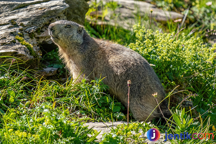 Marmot: Hewan Kecil yang Menggemaskan dan Pintar