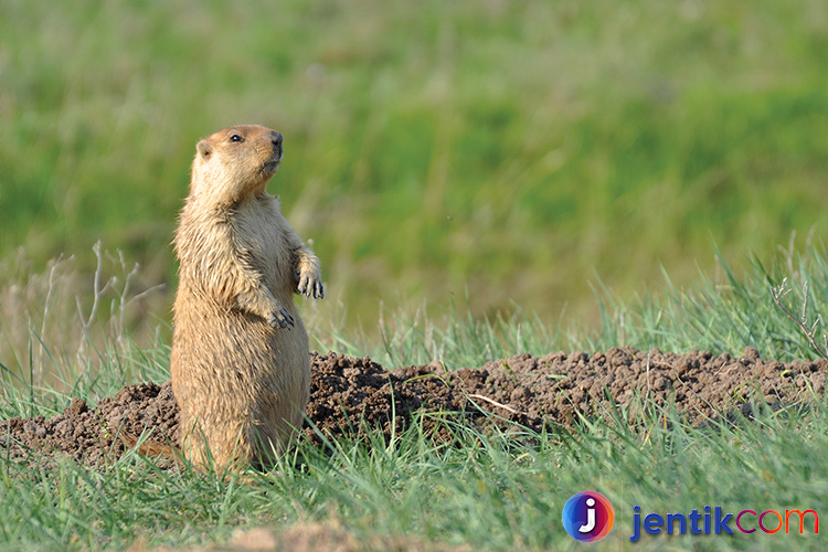 Marmot: Hewan Kecil yang Menggemaskan dan Pintar