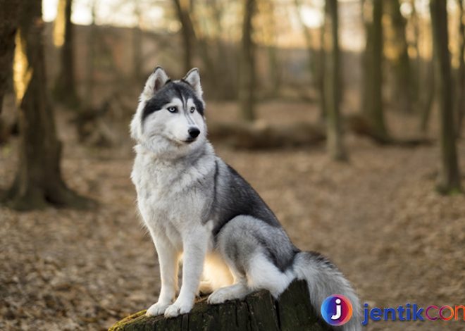 Anjing Husky Siberia: Karakteristik dan Perawatan