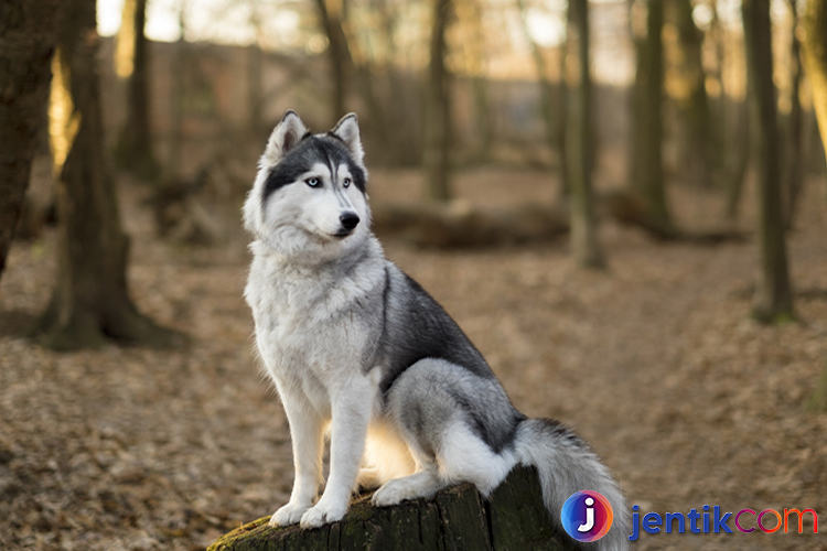 Anjing Husky Siberia: Karakteristik dan Perawatan