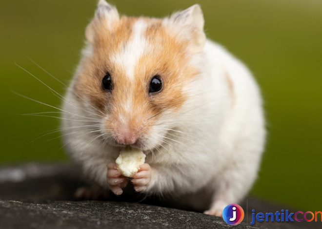 Mengenal Hewan Hamster: Hewan Kecil yang Menggemaskan