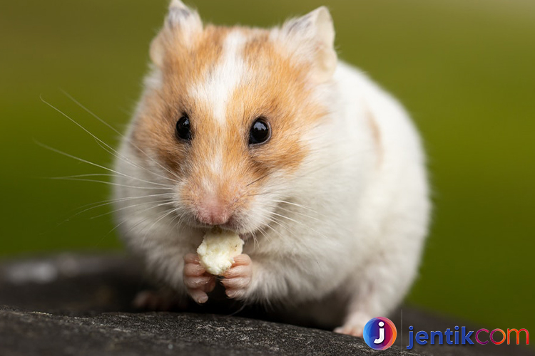 Mengenal Hewan Hamster: Hewan Kecil yang Menggemaskan