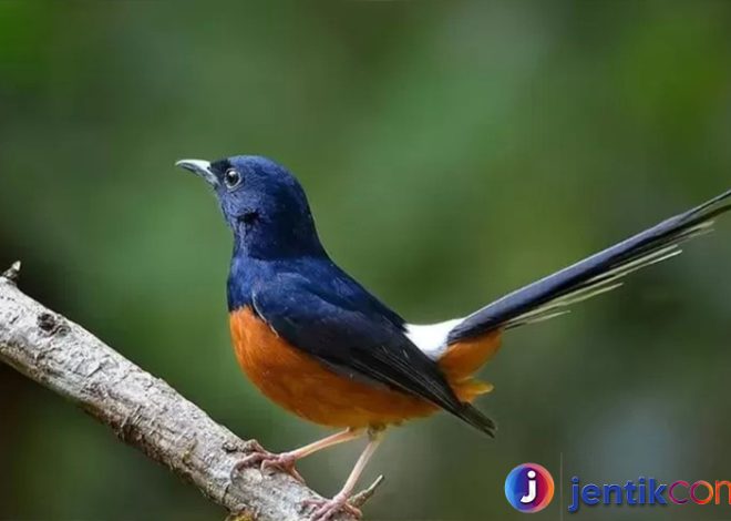 Burung Murai Batu: Pesona, Perawatan, dan Keistimewaannya