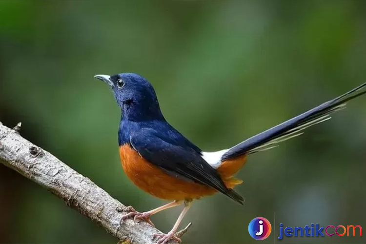 Burung Murai Batu: Pesona, Perawatan, dan Keistimewaannya