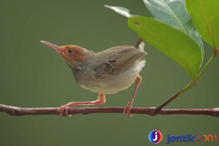 Burung Prenjak: Si Kecil yang Lincah dan Penuh Pesona