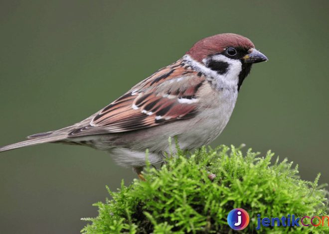 Keuinikan Burung Pipit: Sahabat Kecil di Alam Liar