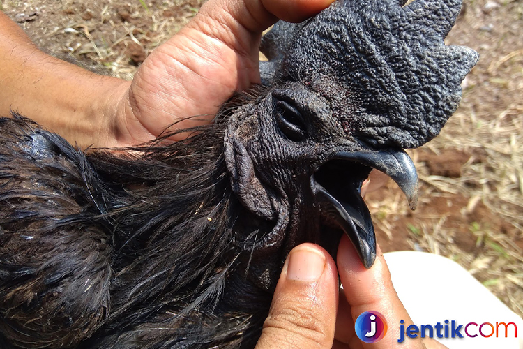 Mengenal Ayam Cemani: Keindahan dan Keunikan