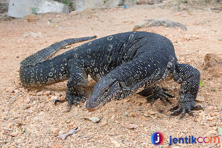 Biawak: Kehidupan, Habitat, dan Perilaku