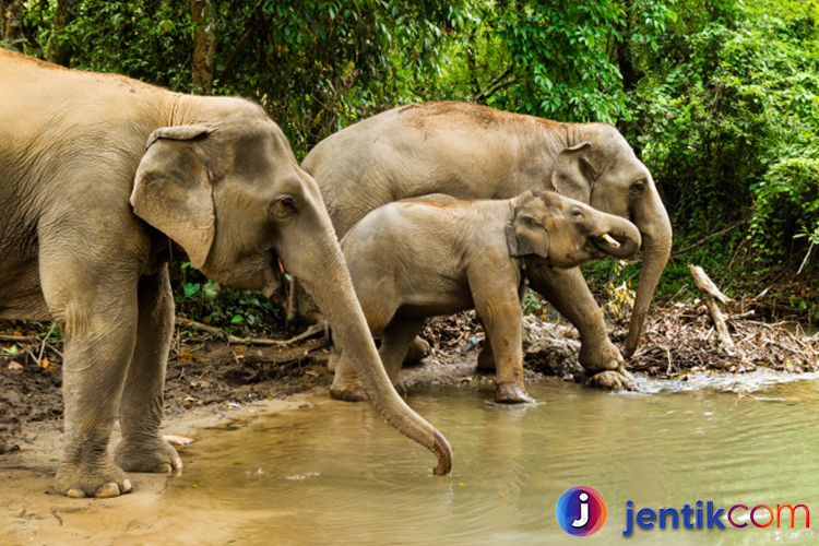 Gajah: Mengenal Hewan Raksasa yang Luar Biasa