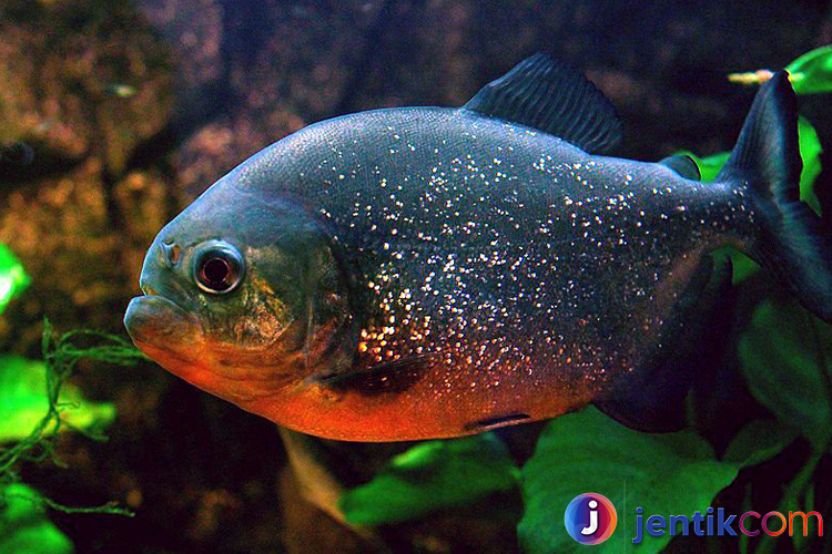 Mengenal Ikan Piranha: Fakta, Habitat, dan Mitos