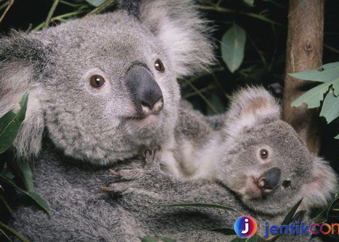 Hewan Koala: Simbol Khas Australia yang Memikat