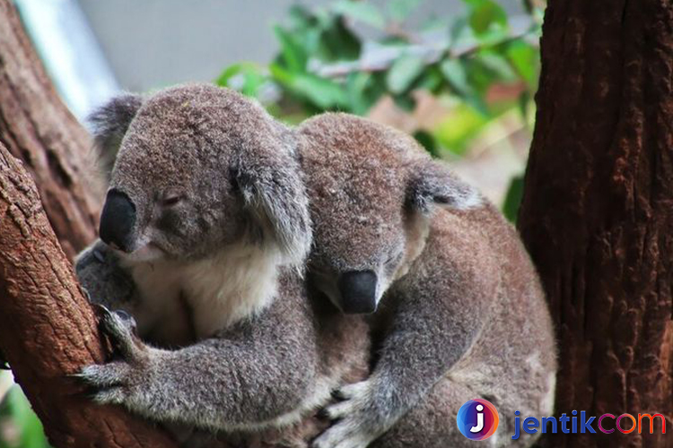 Hewan Koala: Simbol Khas Australia yang Memikat