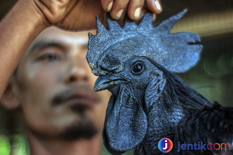 Mengenal Ayam Cemani: Keindahan dan Keunikan