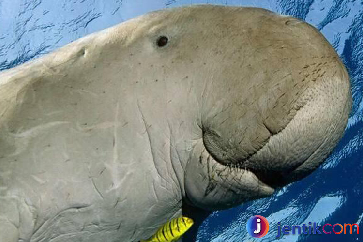 Dugong: Mamalia Laut yang Unik dan Terancam