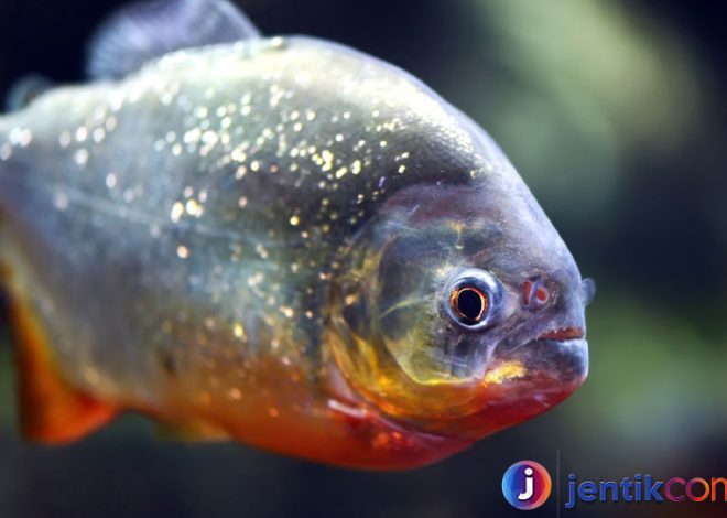 Mengenal Ikan Piranha: Fakta, Habitat, dan Mitos