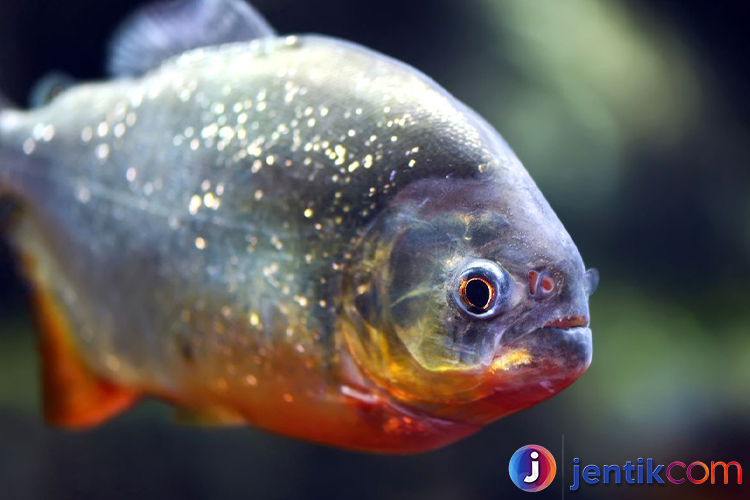 Mengenal Ikan Piranha: Fakta, Habitat, dan Mitos