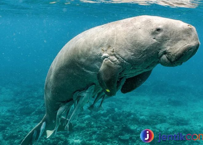 Dugong: Mamalia Laut yang Unik dan Terancam