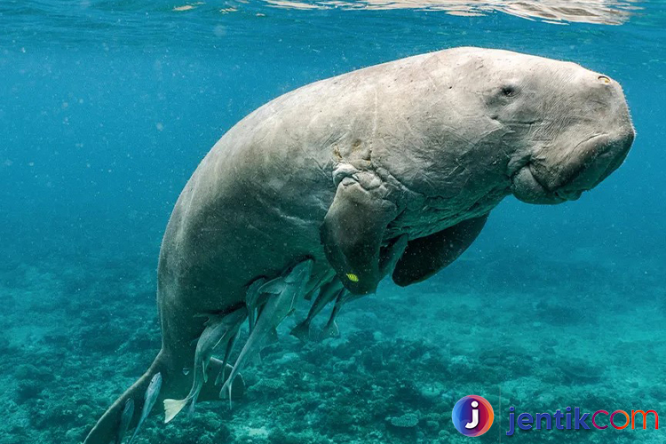 Dugong: Mamalia Laut yang Unik dan Terancam