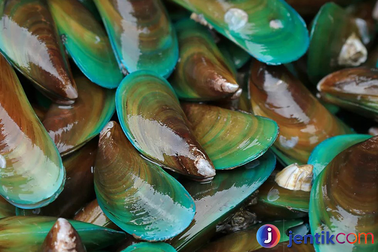 Kerang: Keanekaragaman, Manfaat, dan Potensinya