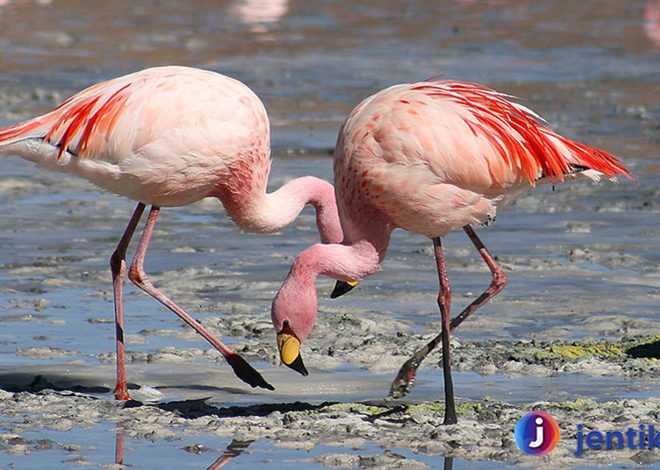 Keajaiban Flamingo: Mengapa Burung Ini Begitu Istimewa