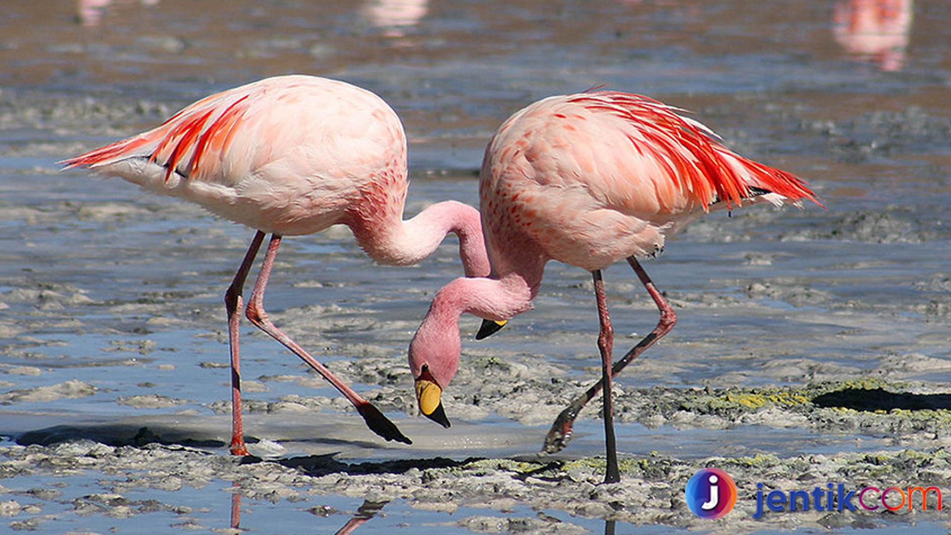 Keajaiban Flamingo: Mengapa Burung Ini Begitu Istimewa