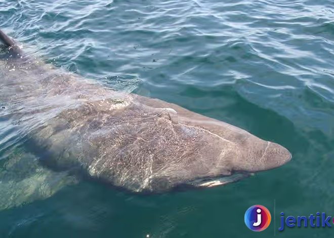 Jejak Raksasa Laut: Peran Basking Shark dalam Ekosistem