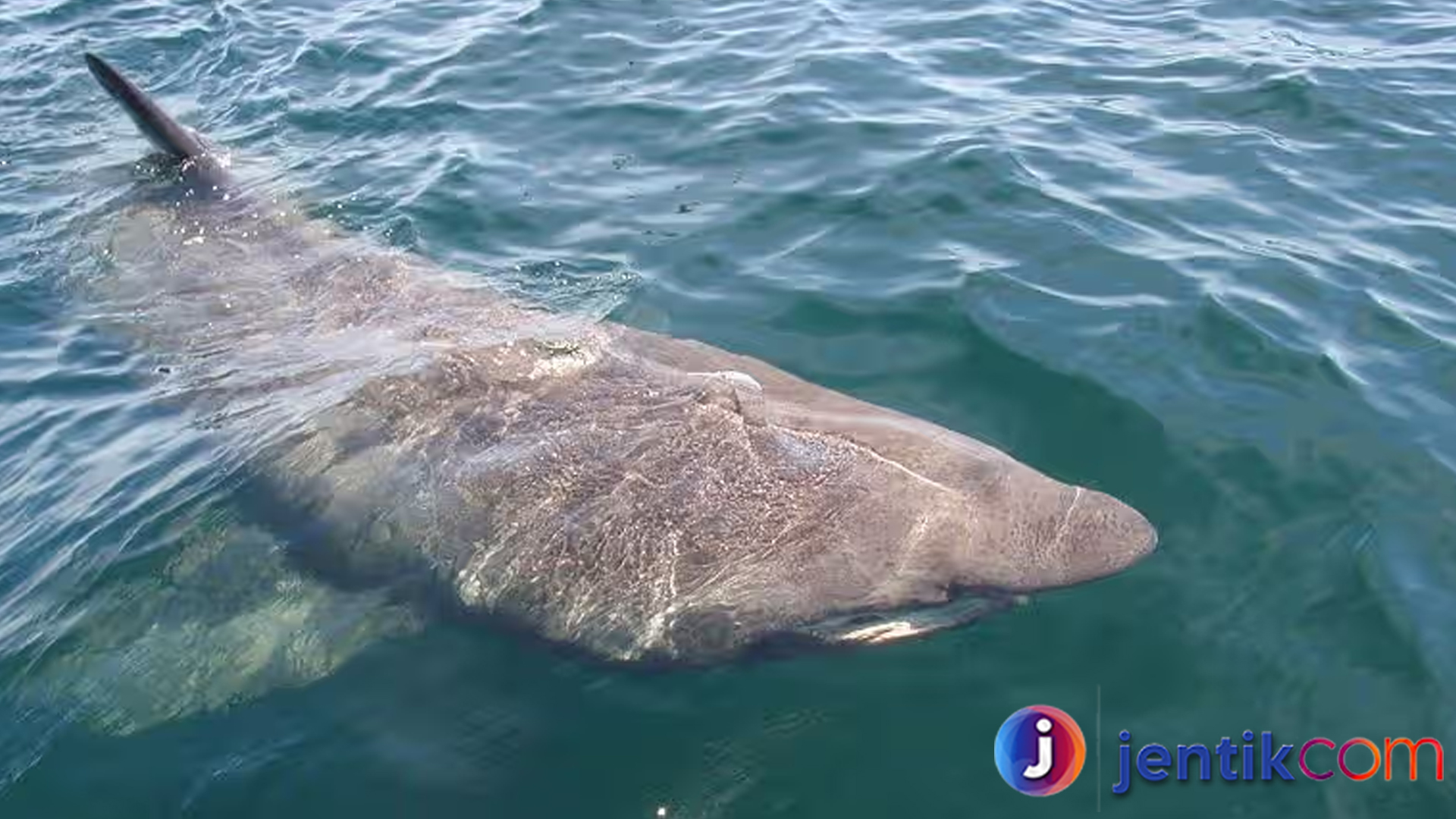 Jejak Raksasa Laut: Peran Basking Shark dalam Ekosistem