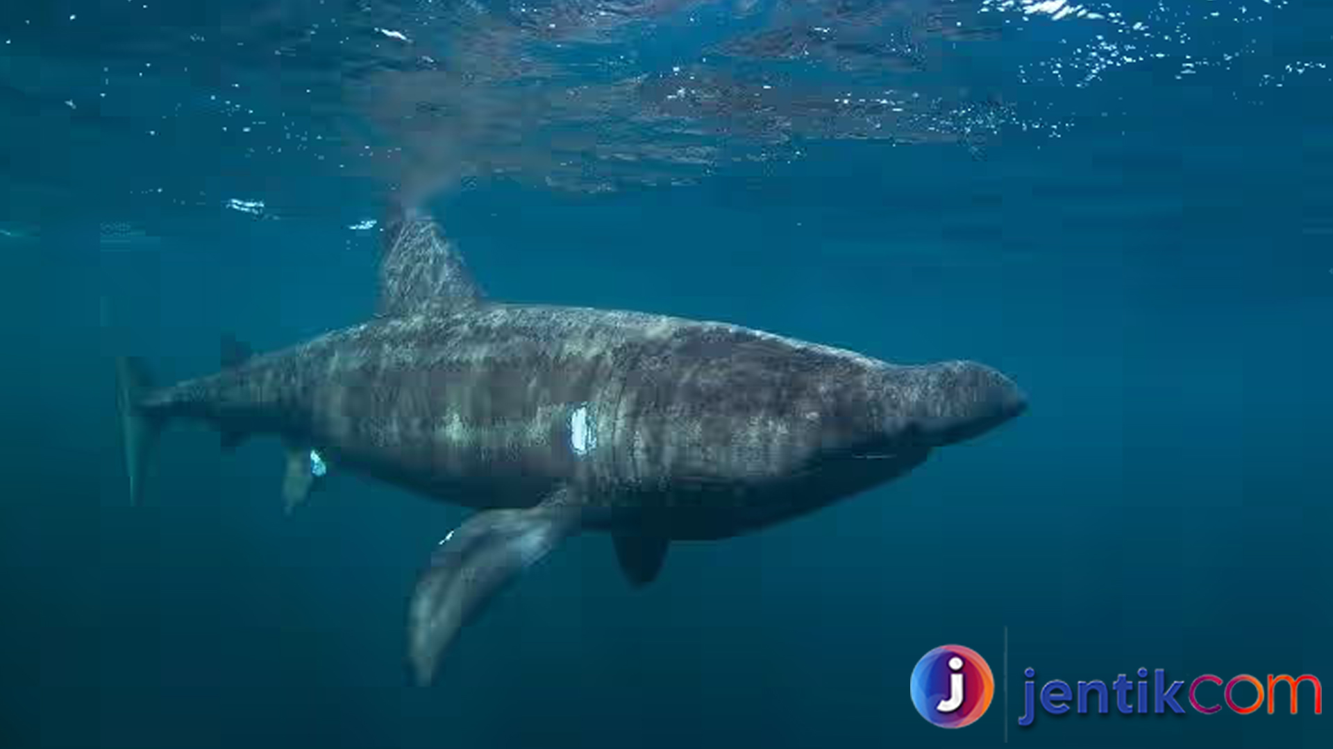 Jejak Raksasa Laut: Peran Basking Shark dalam Ekosistem