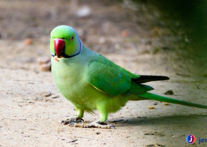 Alasan Burung Bayan Populer di Kalangan Penggemar Burung