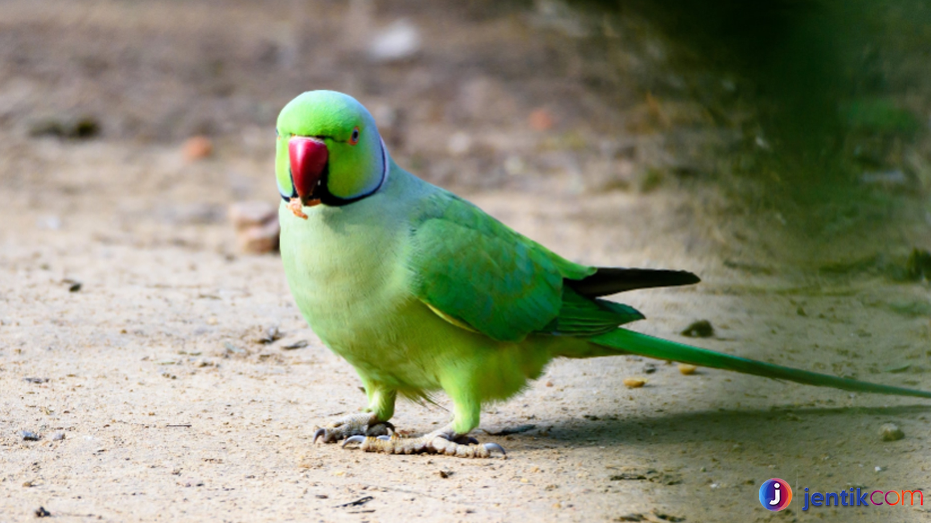 Alasan Burung Bayan Populer di Kalangan Penggemar Burung