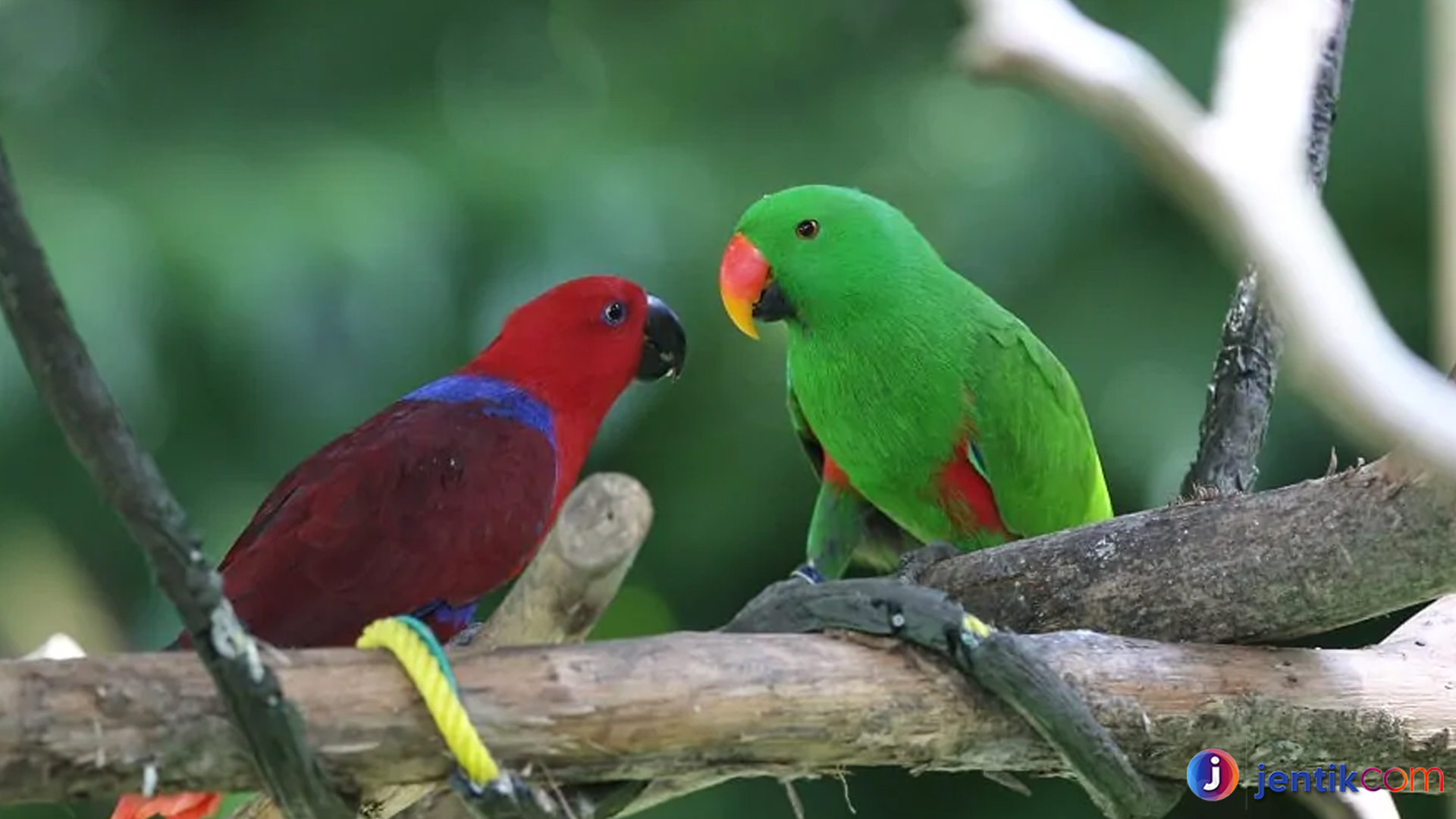 Alasan Burung Bayan Populer di Kalangan Penggemar Burung