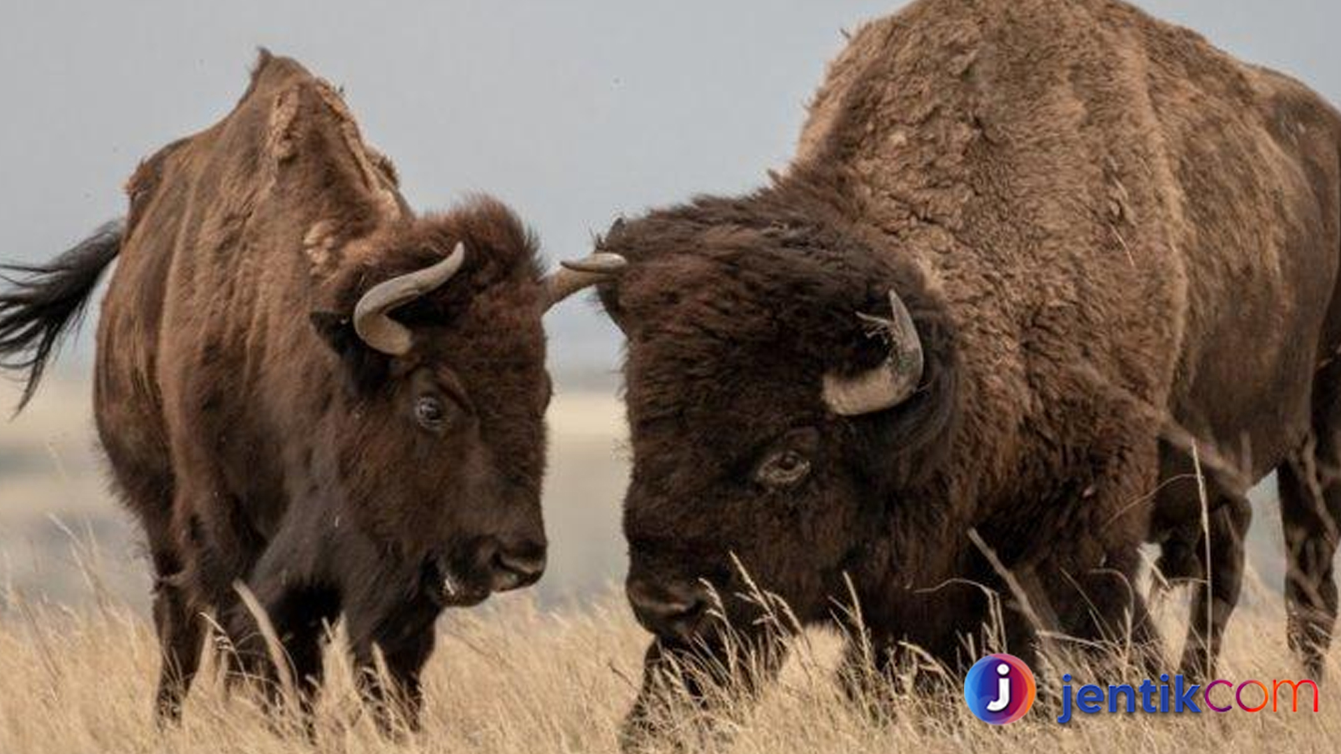 Peran Bison dalam Kehidupan Ekosistem Amerika Utara