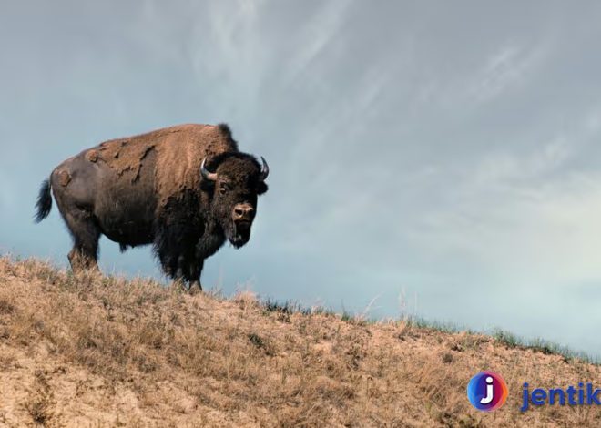 Peran Bison dalam Kehidupan Ekosistem Amerika Utara