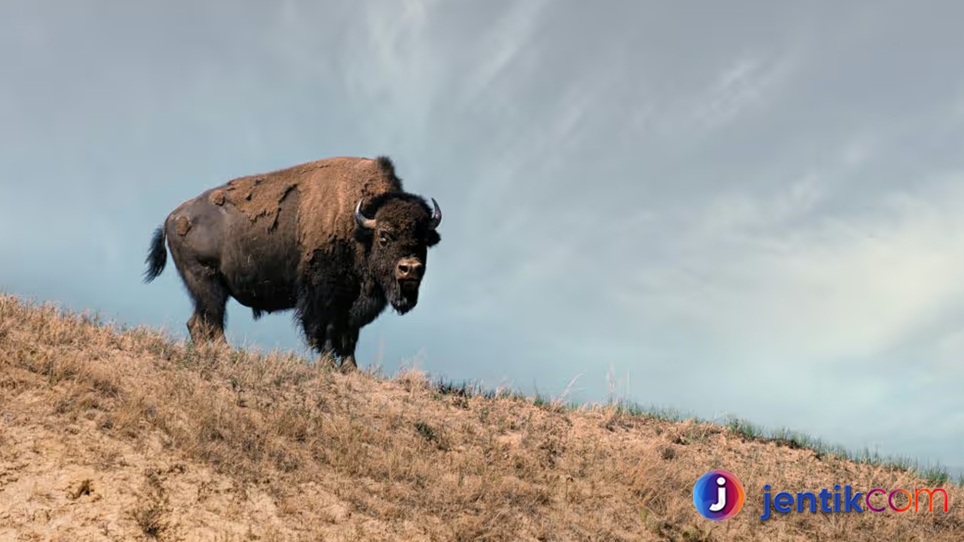 Peran Bison dalam Kehidupan Ekosistem Amerika Utara