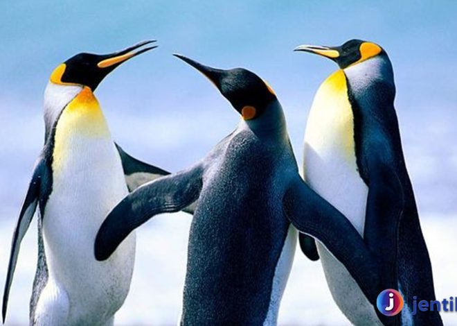 Perjuangan Penguin Melawan Perubahan Iklim