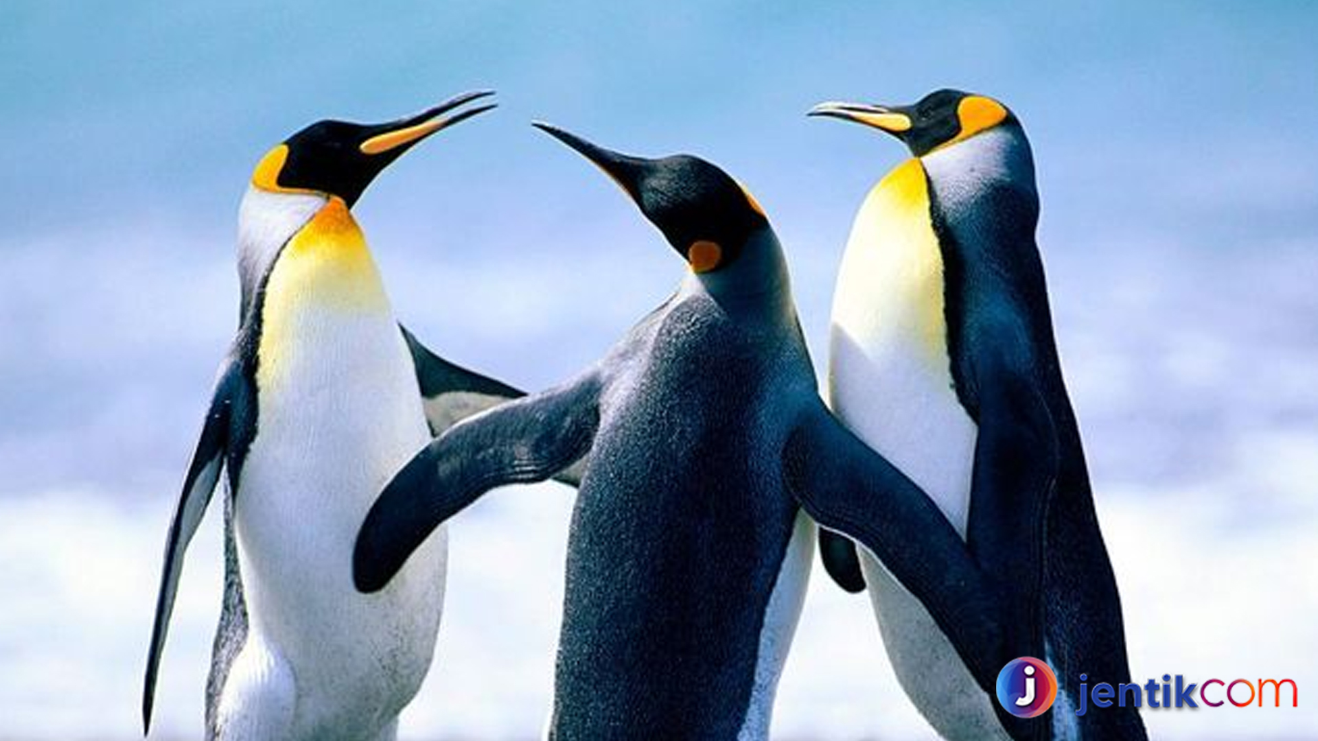 Perjuangan Penguin Melawan Perubahan Iklim