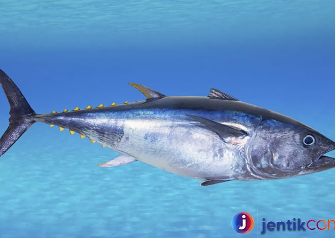 Mengenal Ikan Tuna: Spesies yang Menjadi Primadona Lautan