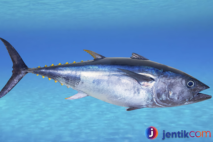 Mengenal Ikan Tuna: Spesies yang Menjadi Primadona Lautan