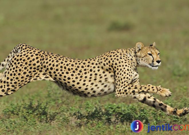 Cheetah: Pemburu Tercepat yang Melawan Ancaman Kepunahan