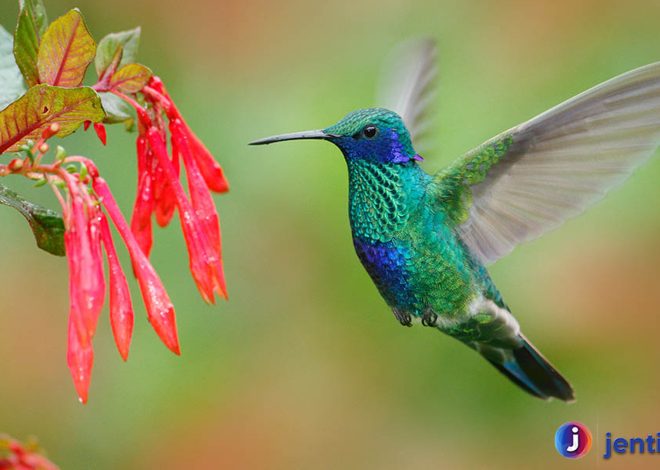 Burung Kolibri: Inspirasi dari Kecepatan dan Keindahan