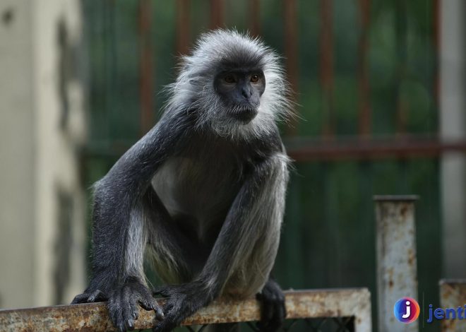 Mengapa Lutung Penting bagi Keberlanjutan Hutan Tropis